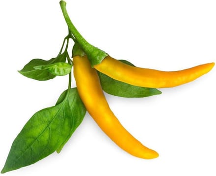 Click & Grow - Smart Garden Refill 3-pack Yellow Chili Pepper