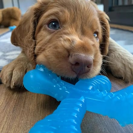 Hondenspeelgoed Nylabone Puppy Teething X Bone - Beef Flavour XS