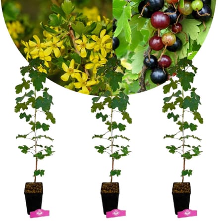 Set van 3 Gele Ribes - Ribes aureum – Hoogte 70cm – 1,5 liter pot