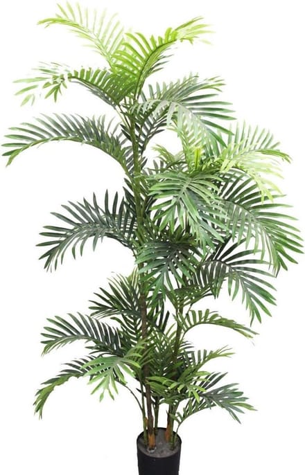 Areca palm - 160 cm