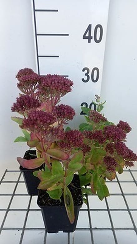 6x Hemelsleutel - Sedum hybr. 'Carl' | 9x9 cm pot