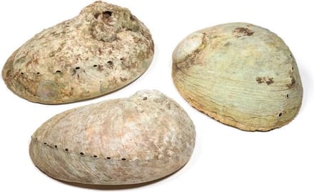 Abalone smudge schelp, Haliotis diversicolor, parelmoer, maat M