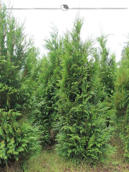 Levensboom Thuja plicata Atrovirens 60-80 cm, 50x Haagplant
