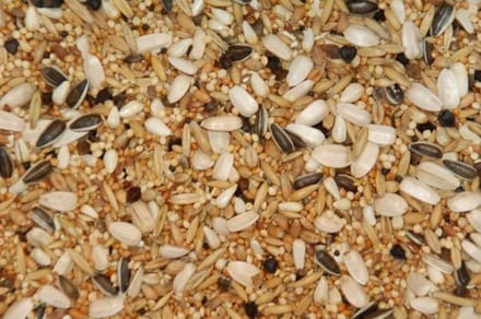 Wielink Special voer voor grote Parkieten 20KG