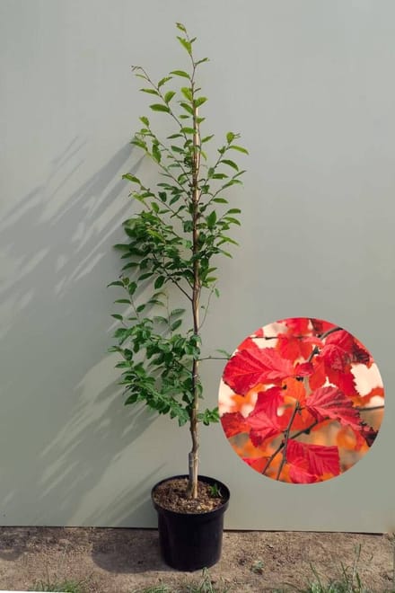 Jonge Haagbeuk boom | Carpinus betulus 'Rockhampton Red' | 100-150cm hoogte