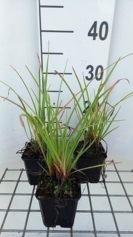 6x Vuurpijl - Kniphofia hybr. 'Ice Queen' | 9x9 cm pot
