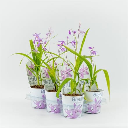 Moerings Bletilla striata roze | Japanse orchidee | 12 cm pot | ± 20 cm bij levering