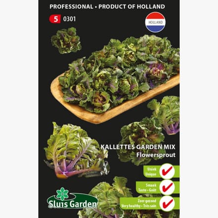Sluis Garden - Kalettes Garden Mix