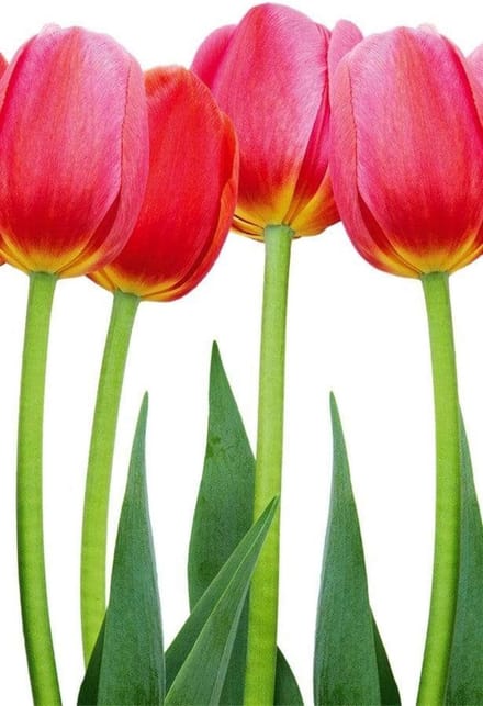 Fotobehang - Bed of Tulips 150x250cm - Vliesbehang