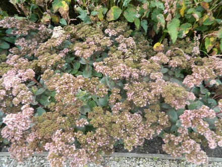 6 x Sedum 'Matrona' - Vetkruid pot 9x9cm