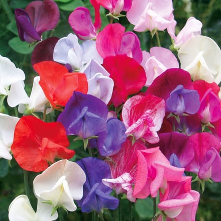 Sluis Garden - Reukerwt Old Sweet Scent Mix (Lathyrus)