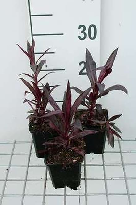 6x Prachtlobelia - Lobelia xspec. 'Russian Princess' | 9x9 cm pot