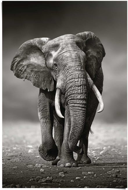 Poster Wandelende olifant - 91,5 x 61 - Papier - REINDERS