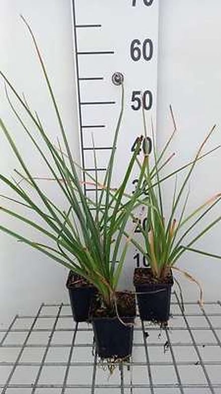 6x Vuurpijl - Kniphofia uvaria | 9x9 cm pot