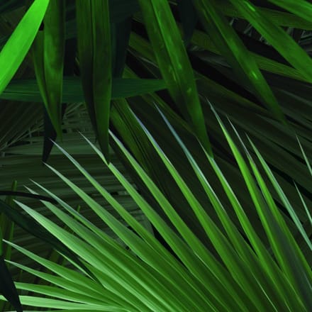 KEK Amsterdam - KEK Amsterdam Tropical Behang 280x47,8 cm - Palm