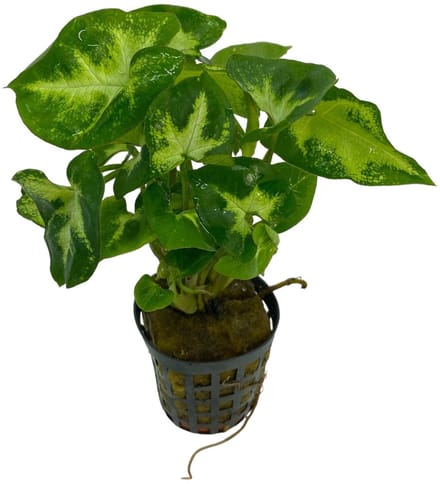 Aquaflora Syngonium Pixii in 5 cm pot