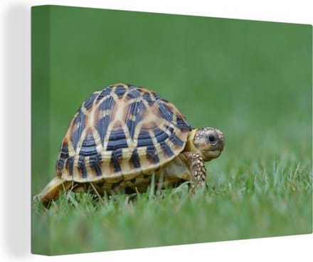 Canvas Schilderij Schildpad op gras - 90x60 cm - Wanddecoratie