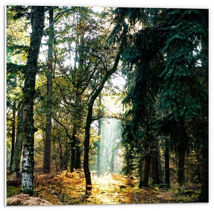 Forex - Zonnestraal in  het Bos - 50x50cm Foto op Forex