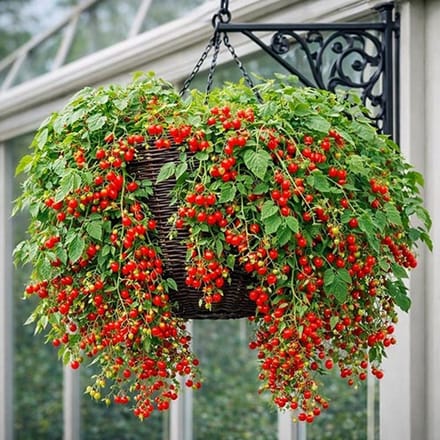 Tomaten zaden - Hundreds and Thousands