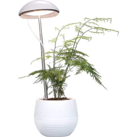 Neoglint LED potplantengroeilamp Volledig spectrum plantengroeilicht Invullicht in hoogte verstelbaar wit