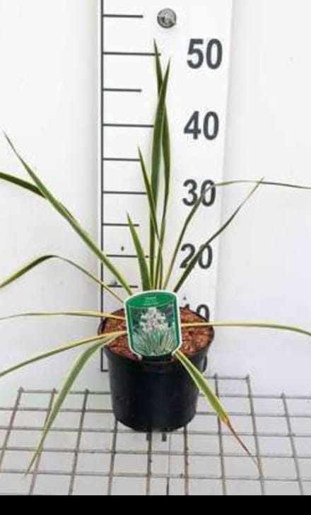 2 x Yucca fil. 'Bright Edge' - Palmlelie 30- 40 cm in pot