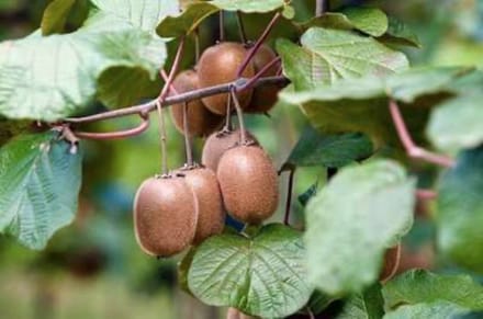 Actinidia deliciosa 'Atlas' - Kiwi , straalstempel 50- 60 cm in pot