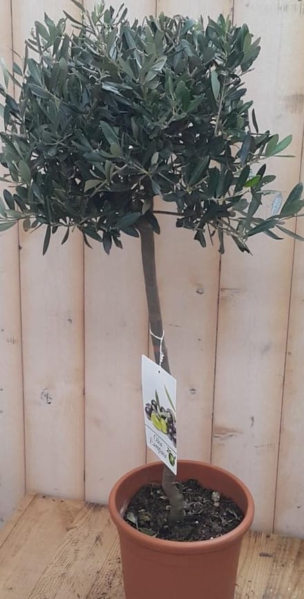 Decoratief Beeld - Olijfboom Olea - Kunststof - Warentuin Natuurlijk - Groen
