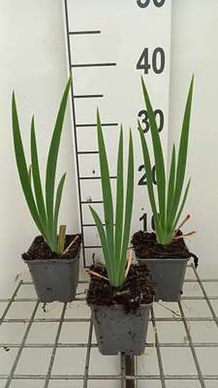 6x Baardiris - Iris (germ.) 'St. Crispin' | 9x9 cm pot