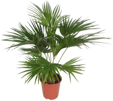 Livistona Chinensis - 170 cm - ø27