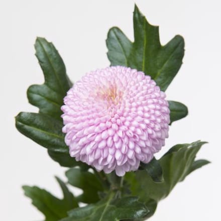 10x Chrysant momoko 70cm