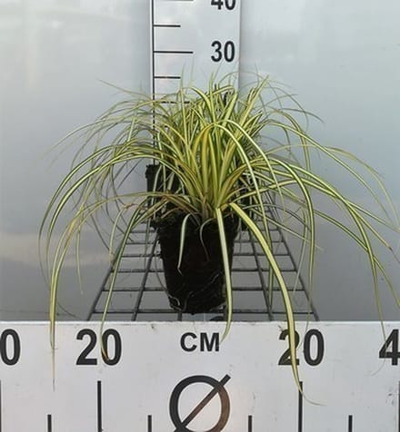 6x Japanase zegge - Carex osh. 'Evergold' | 9x9 cm pot