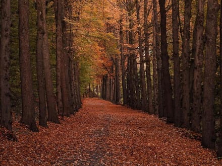 Legpuzzel 1000 stukjes - Puzzel volwassenen - Ontspanning thuis - HD-printkwaliteit - 75x50cm - Herfst