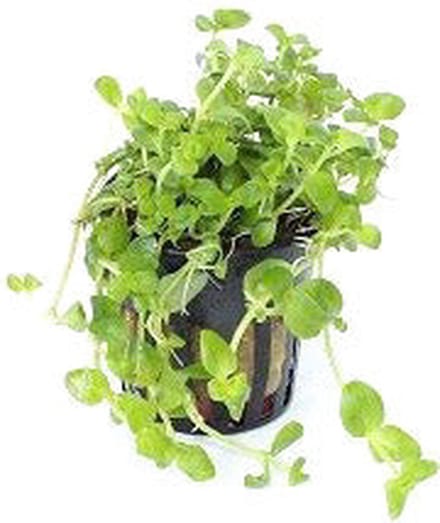Moerings Bacopa Australis | In 5 cm pot
