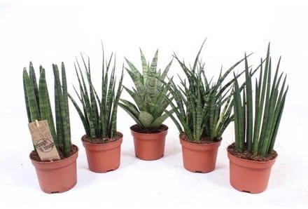 JUNAVERA Sansevieria mix in 8 cm pot – diverse mini-varianten, ± 25 cm hoge terrariumplanten