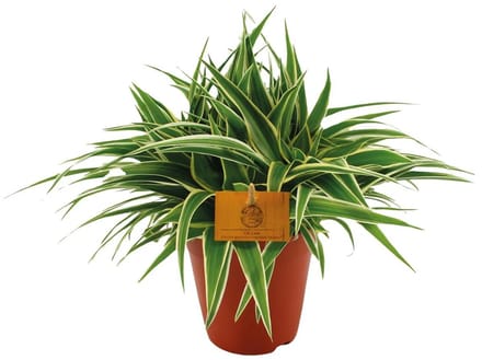 JUNAVERA Chlorophytum comosum 'Ocean' | compacte graslelie | 5 cm pot | 10 cm hoog