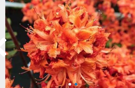 Azalea 'Knaphill Red' - Azalea rood 40 - 50 cm in pot