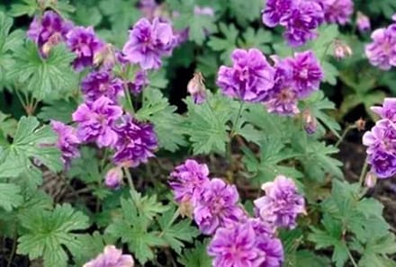 6x Ooievaarsbek - Geranium himal. 'Plenum' | 9x9 cm pot