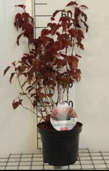 2 x Physocarpus opulif. 'Little Angel'® - Blaasspirea 40- 50 cm in pot