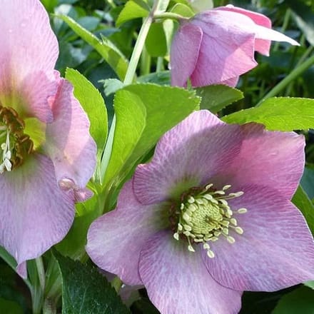 6x Nieskruid - Helleborus orientalis 'Pink Lady' - Pot 9x9cm