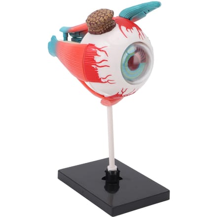 Anatomisch model van het menselijk oog met afneembare standaard 16 afneembare onderdelen Educatie Display Wetenschappelijk onderwijs Oogbolmodel white