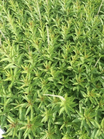 6 x Veronicastrum virginicum 'Diana' - Virginische ereprijs - pot 9 x 9 cm