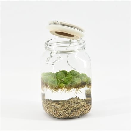 Moerings Weckpot Keramieke Deksel Met Aquariumplant