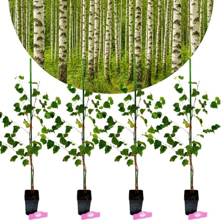 Set van 4 Betula pendula - Ruwe berk - Hoogte 50/60cm - 9cm pot