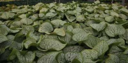 6 x Brunnera macrophylla 'Silver Spear' - KAUKASISCH VERGEET-MIJ-NIETJE - pot 9 x 9 cm