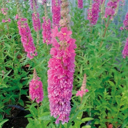 6 x Lythrum Salicaria 'Robert'- Kattestaart pot 9x9cm