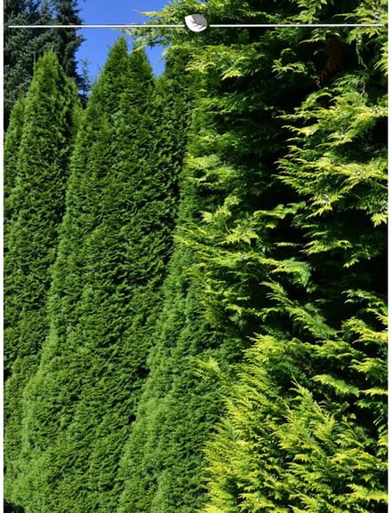 Westerse Levensboom Thuja Smaragd 140-160 cm in Pot, 7x Haagplant