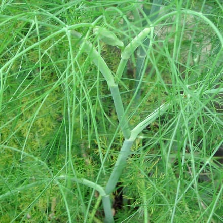 Dille zaden biologisch (Anethum graveolens) 1 g