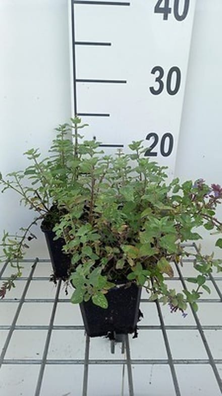 6x Kattekruid - Nepeta faas. 'Blue Wonder' | 9x9 cm pot