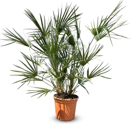 Sunny Tree - Palmboom - Chamaerops Humilis - Winterharde dwergpalm - 120 cm - kamerplant