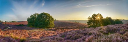 Fotobehang Heide op de Posbank 250 x 260 cm - € 175,--